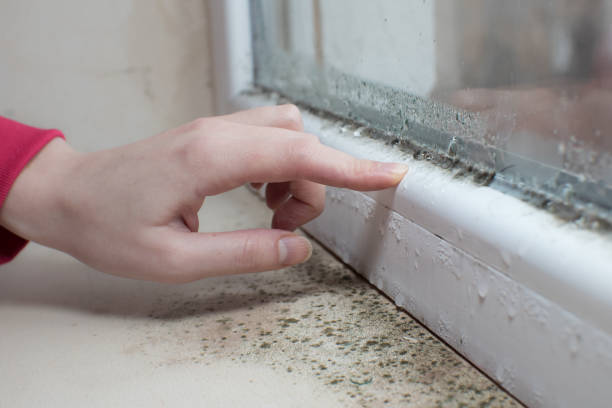 Mold Documentation for Insurance Claims in Harvest, AL